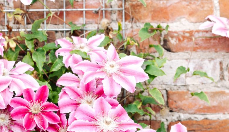 Clematis entwine with trellis on wall